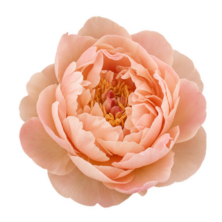 Intimflora