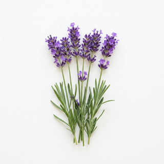 Lavendel